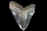 Huge, Fossil Megalodon Tooth - Morgan River, SC #92210-1
